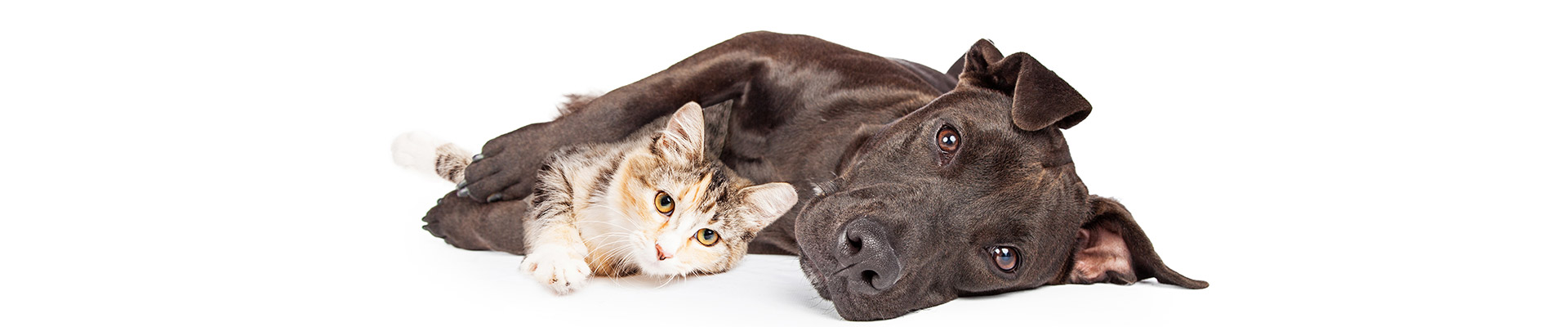 Dog hugging cat