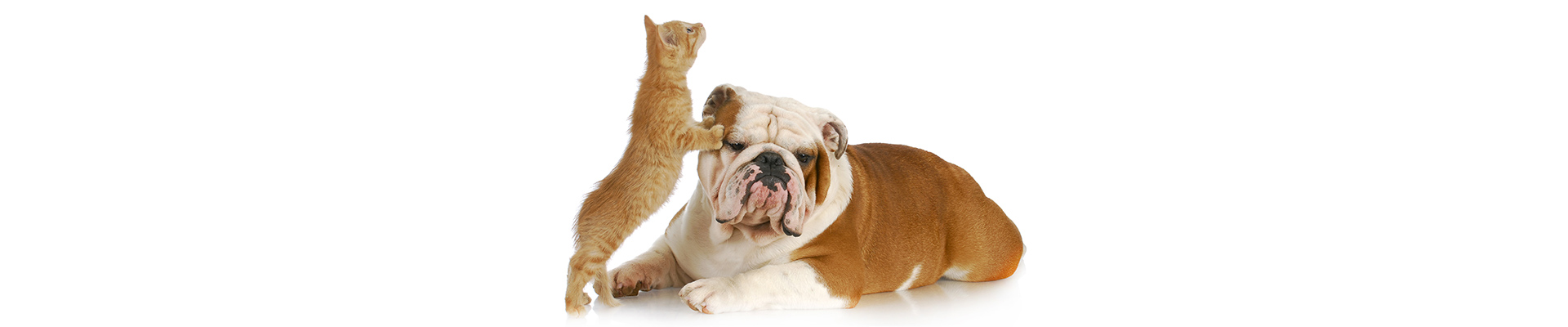 Kitten playing with unamused Bulldog