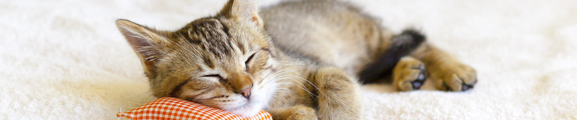 Kitten sleeping on bed with tiny pillow