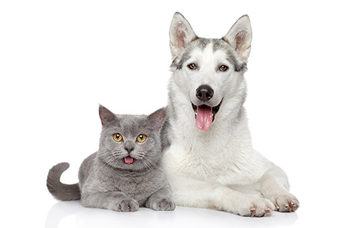 Dog and Cat hero image