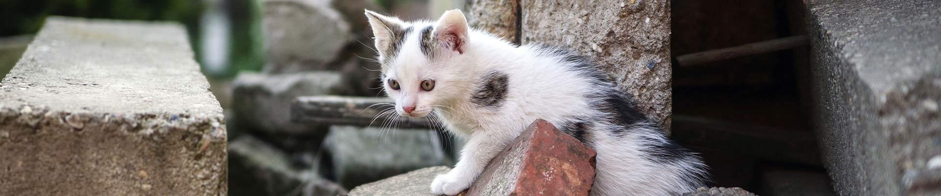 Kitten wandering outdoors