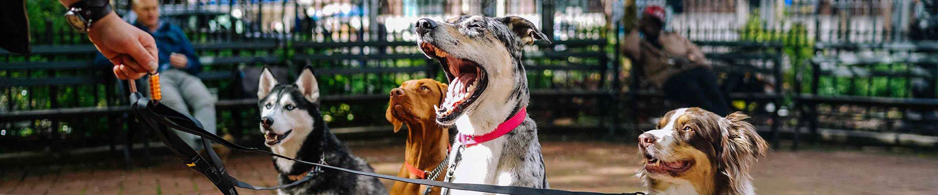 Dogs sitting at the park waiting for directions