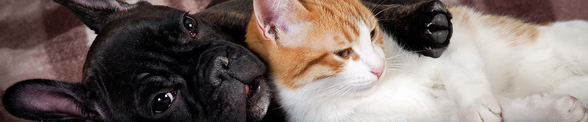 French bulldog hugging cat