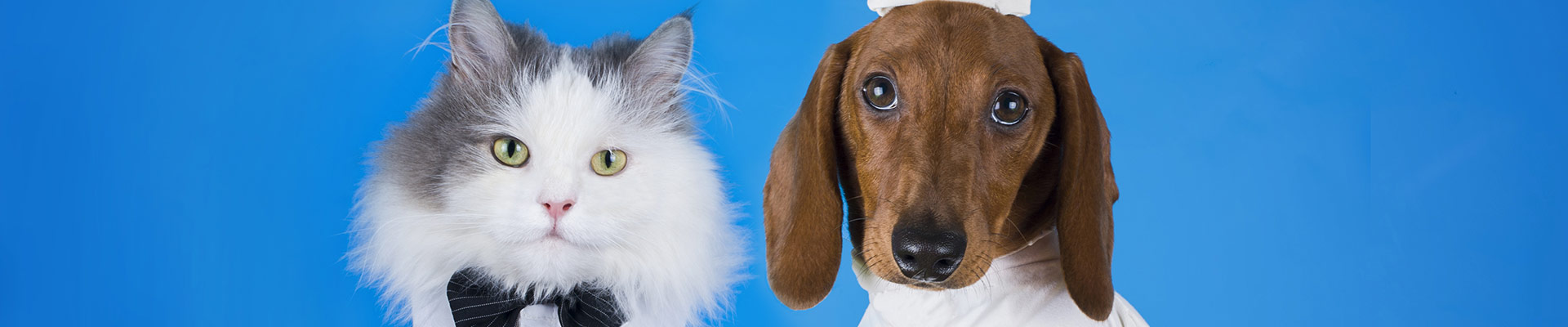 Dog and cat dressed up for event