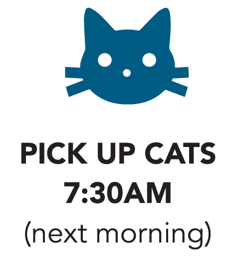 Pick up cats icon