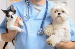 Vet and dogs