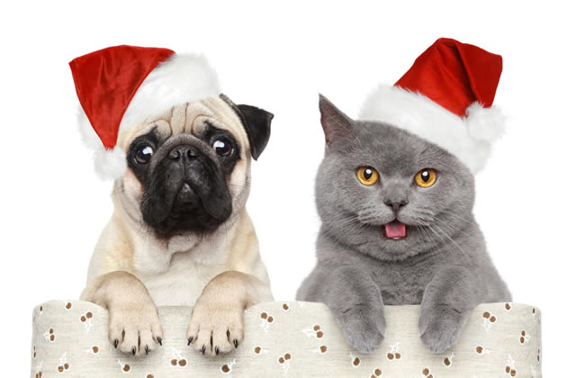 img-xmas_cat_dog