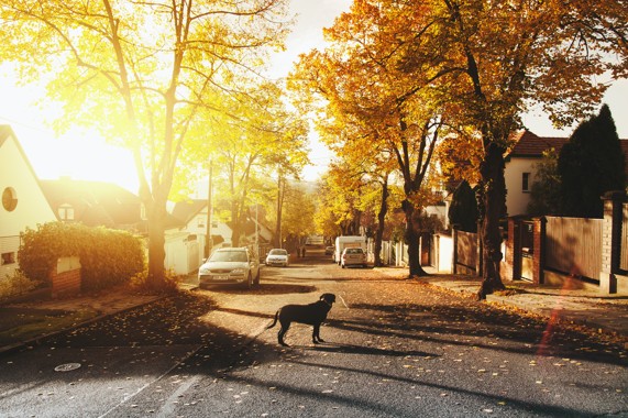 Dog on Concrete