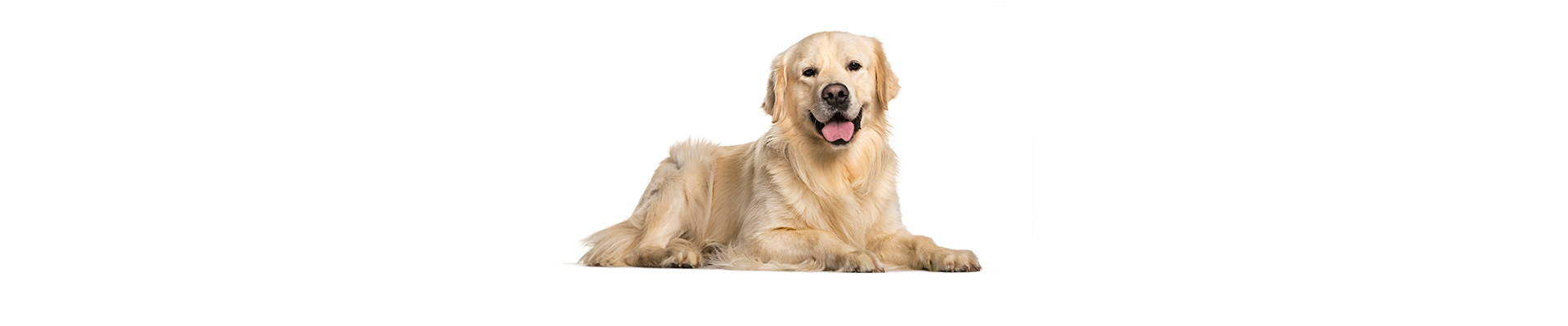 dog header Surgery Services