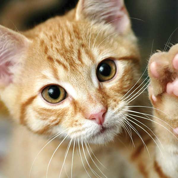 Kitten close up with paw up