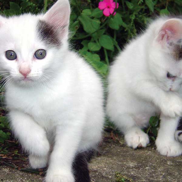 Kittens in the garden portrait