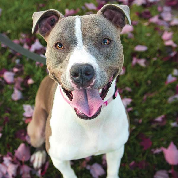 Pitbull portrait with leaves